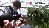 「ライチ」摘み取りの観光農園　今シーズンのオープンを前に　保育園児や女子サッカー選手が収穫体験　|　MRTニュース ｜ ＭＲＴ宮崎放送
