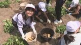 「たくさん取れてうれしかった」ジャガイモ収穫を小学生が体験 給食で提供へ=静岡・袋井市|TBS NEWS DIG