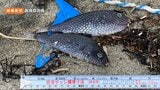 なぜ…?“フグ”が砂浜に大量に打ちあがる…原因わからず水産関係者も首ひねる | 山形のニュース│TUYテレビユー山形