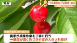 丁寧な摘果作業の賜物!今年の”佐藤錦”は糖度が高く色づきや実の大きさも良好! さくらんぼ実のなり方などを審査する「立木審査会」が行われる(山形・東根市) | 山形のニュース│TUYテレビユー山形