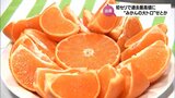 "みかんの大トロ”とも呼ばれるたっぷりの果汁ととろけるような食感 "柑橘の女王"「せとか」 初競りは1箱7玉入り3万円の過去最高値 | MRTニュース | MRT宮崎放送