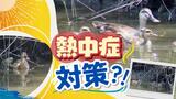 カルガモの親子も熱中症対策?! お母さんと8羽のヒナたち 真夏の子育て | 福岡のニュース|RKB NEWS|RKB毎日放送