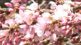 気温上昇でサクラの開花は? 仙台 | 宮城のニュース│tbc NEWS│tbc東北放送
