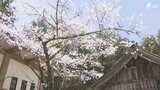 小國神社でサクラ1本が満開に 県内各地でぽかぽか陽気 週末はお花見日和に=静岡・森町|TBS NEWS DIG