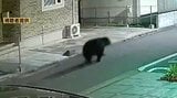 仙台中心部にクマ出没には「エサの探し方」が深く関係　専門家「市街地への侵入ルート特定すべき」と指摘　|　宮城のニュース│tbc NEWS│tbc東北放送