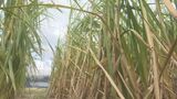まるでジャングル　約３メートルにも育ち４万本　出雲の地で「サトウキビ」 老舗和菓子店がブランド化目指す　|　BSSニュース | BSS山陰放送