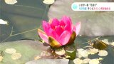 「いまが一番“花盛り”」モネの庭 早くもスイレン咲き始める 高知・北川村 | 高知のニュース・天気|KUTV NEWS | KUTVテレビ高知