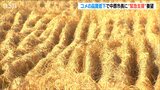 「このままでは離農する人が増えてしまう…」コメ農家への緊急支援を!|TBS NEWS DIG