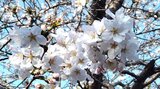 春の叙勲 「旭日章」と「瑞宝章」 県内在住者52人が受章 大分 | 大分のニュース|OBS NEWS|大分放送