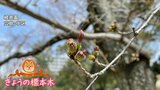 あすにも開花発表？ 広島の桜　発表基準のソメイヨシノの様子は　|　RCC NEWS | 広島ニュース | RCC中国放送