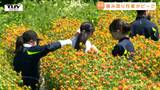 「才能あるんですかね僕」"紅花生産量日本一" の町で高校生が摘み取り作業の手伝い! "トゲ" に苦戦もコツをつかみ奮闘!(山形・白鷹町) | 山形のニュース│TUYテレビユー山形