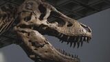 “最も完全な状態に近いティラノサウルス” 恐竜の化石史上最高額の81億円で落札|TBS NEWS DIG