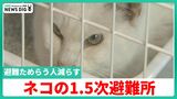 被災したネコの1.5次避難所開設「行政ができないところを民間で」避難ためらう人減らす 石川・珠洲市　|　石川県のニュース｜MRO北陸放送
