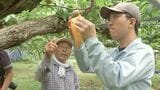 支援学校の生徒が地元特産・梨の袋かけ体験「甘い梨になってほしい」　大分　|　大分のニュース｜OBS NEWS｜大分放送