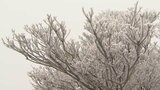 今季一番の冷え込み 初冠雪と初霧氷を観測 大分 | 大分のニュース|OBS NEWS|大分放送