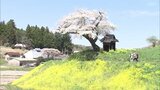 【映像】小沢の桜 福島・田村市【四季カメラ】 | 福島のニュース│TUF