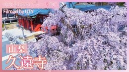 久遠寺のシダレザクラ【JNN sakuraドローンDIG 2024】|TBS NEWS DIG