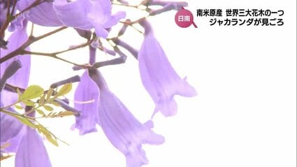 鮮やかな青紫色 世界三大花木の一つ「ジャカランダ」 日南市で見頃を