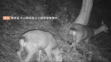 拾った雄ジカの角です」国立公園・大山でシカ急増 生態系の