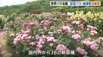 世界バラ会議の「記念バラ」に 新品種を専門家が初審査 広島・福山市