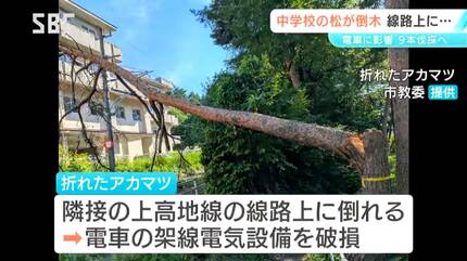 松本市の中学校 敷地内のアカマツ9本を伐採へ…倒木で電車運行に影響
