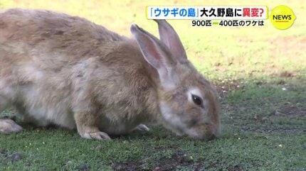 900匹→400匹のワケは 「ウサギの島」大久野島に異変？ 広島 | RCC