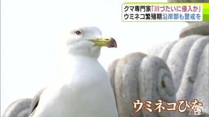 詳報】八戸市で「クマの緊急銃猟」 メスの成獣のツキノワグマ1頭駆除も
