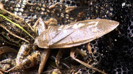 自然にまなざしを向けて守る」今や絶滅の危機に…水生昆虫の王者