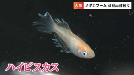 メダカ4匹セットで190万円！（新車1台買える）「奥深きメダカの世界