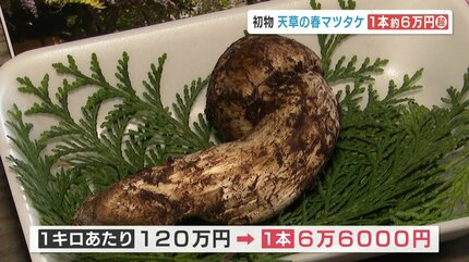 高橋英樹さんが今年も競り落とす 春マツタケにまさかのキロ120万円