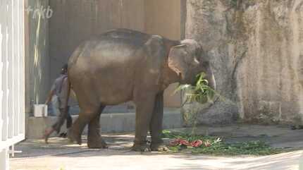 動物園に4頭のゾウがやってきた！ 全面公開は10月末ごろ予定も離れ