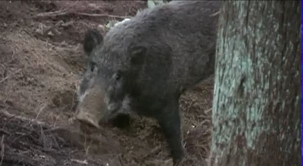 長野市南部でイノシシの目撃情報相次ぐ　13日未明から朝にかけ5件　市がパトロール　注意呼びかけ　|　SBC NEWS | 長野のニュース | SBC信越放送