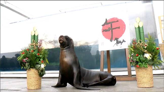 「何事もうまくいくことを願って」水族館で新春恒例オタリアの書初め「午」の字を披露　仙台|TBS NEWS DIG