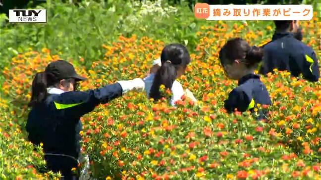 「才能あるんですかね僕」"紅花生産量日本一" の町で高校生が摘み取り作業の手伝い！ "トゲ" に苦戦もコツをつかみ奮闘！（山形・白鷹町）|TBS NEWS DIG