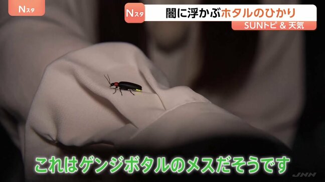 “こんなにたくさんのホタル見たの初めて”「ホタルのひかり」は求愛行動　鑑賞会に参加 埼玉・秩父市上町【SUNトピ】|TBS NEWS DIG
