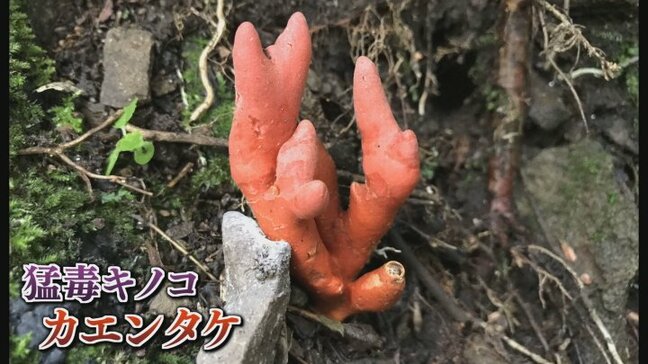 猛毒キノコのカエンタケ 最悪の場合は死に至る可能性も 登山道で確認 山梨・篠井山|TBS NEWS DIG