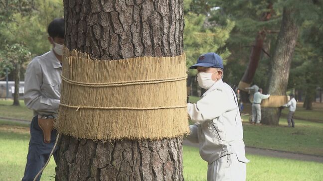 立冬前に冬支度 害虫から松の木を守る「こも巻き」別府公園で始まる 大分|TBS NEWS DIG