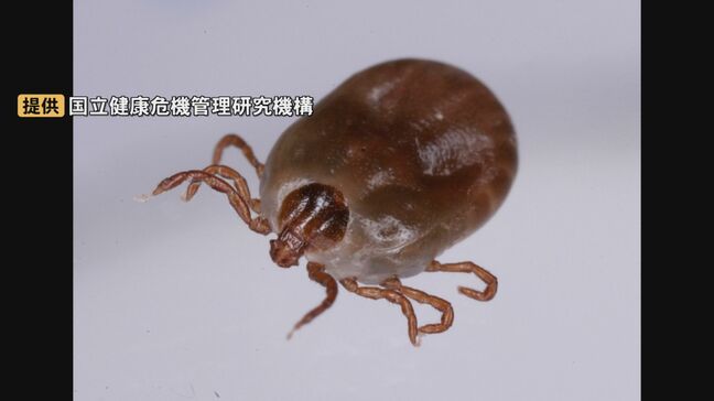 マダニが媒介の感染症「ＳＦＴＳ」致死率は最大で３０％に及ぶ　夏にかけ患者増…重症化・死亡リスクが高い人の特徴は？|TBS NEWS DIG