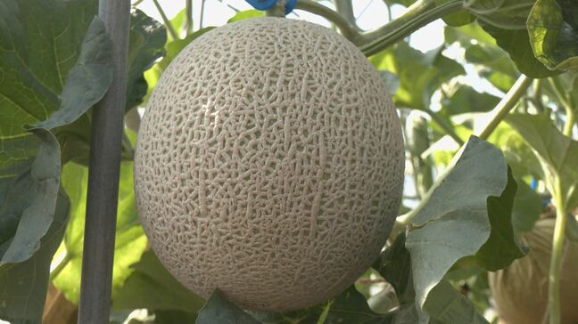 夏の味覚「飛騨メロン」収穫始まる　網目美しくコクのある甘さ　お中元用に岐阜県高山市の農園|TBS NEWS DIG