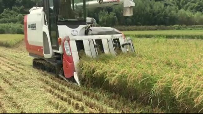 暑い今シーズン 石川・加賀市で例年より5日ほど早く「ゆめみづほ」の稲刈り始まる|TBS NEWS DIG