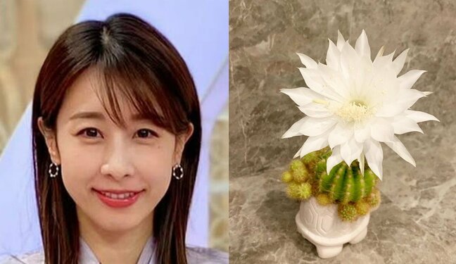【 加藤綾子 】 「一年に1日しか咲かないサボテンの花」「明日の朝には枯れてしまうのは寂しいです」 貴重ショット公開|TBS NEWS DIG