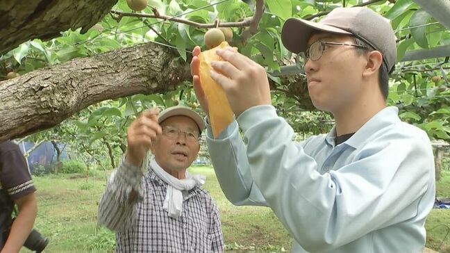 支援学校の生徒が地元特産・梨の袋かけ体験「甘い梨になってほしい」 大分|TBS NEWS DIG