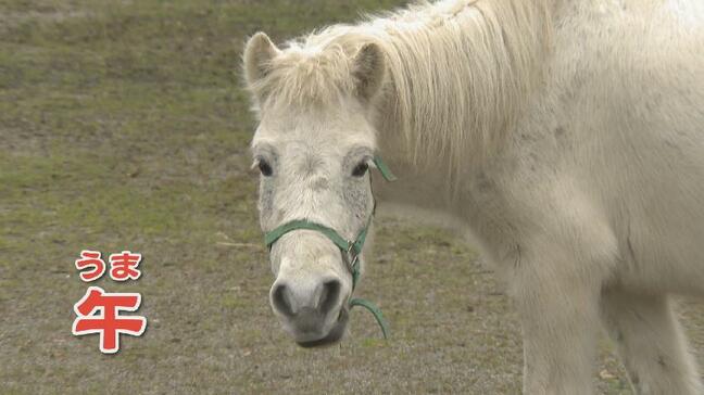 2026年は午年！「小さくて優しい」日本に8種“超貴重”在来馬のうち3種が富山に　日本の文化や歴史とは密接な関係|TBS NEWS DIG