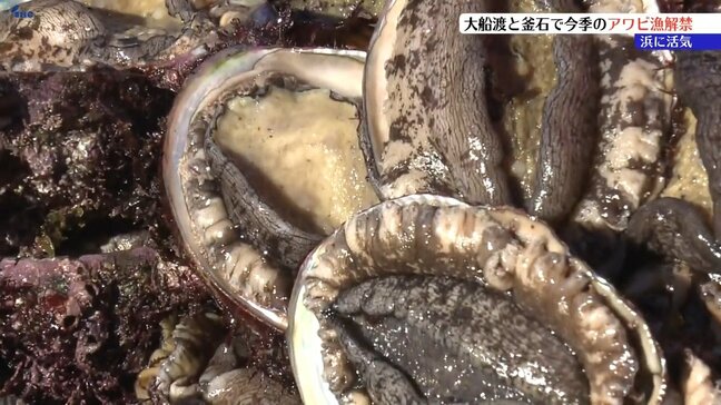 吉浜など3漁協 今季アワビ口開け 1級品が2024年上回る1291.6キロの水揚げ 岩手・大船渡市、釜石市|TBS NEWS DIG