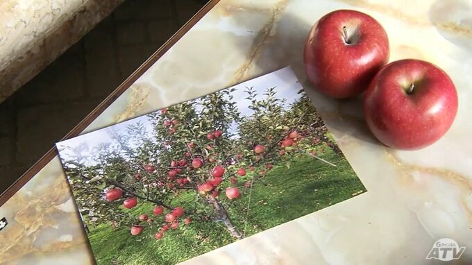 リンゴ王国青森の新品種 味は上々!「体重が全く減りません」 |TBS NEWS DIG