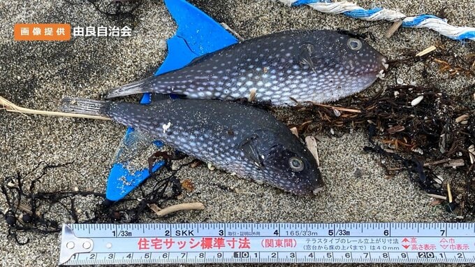 なぜ…？“フグ”が砂浜に大量に打ちあがる…原因わからず水産関係者も首ひねる　|　山形のニュース│TUYテレビユー山形