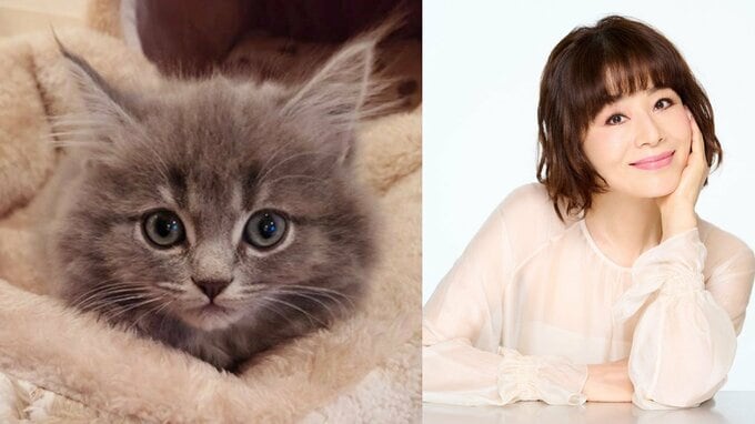 【 大地真央 】 「家族が増えました」　元宝塚トップコンビ　黒木瞳の家で生まれた猫を紹介　「美しい猫様」「高貴な佇まい」|TBS NEWS DIG