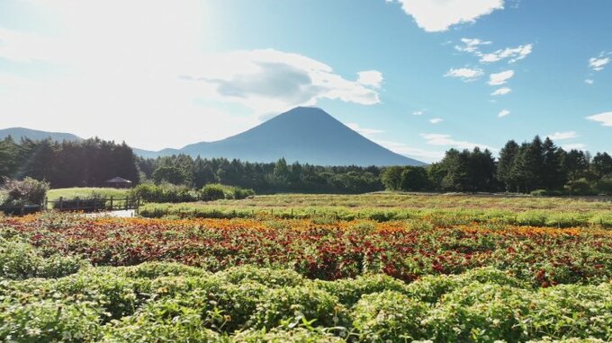 富士山の麓　ジニアやルドべキアなど15品種およそ8万株が咲き誇る　「虹の花まつり」|TBS NEWS DIG