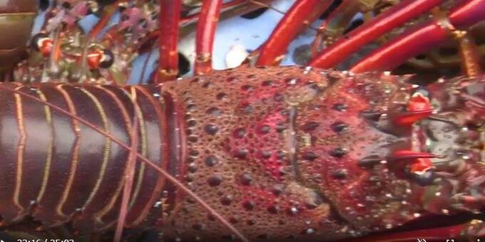 イセエビ漁盛ん 愛媛県内一の水揚げを誇る伊方町の三崎漁港　|　愛媛のニュース - Nスタえひめ｜あいテレビは6チャンネル