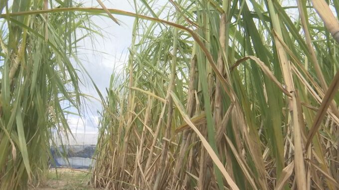 まるでジャングル　約３メートルにも育ち４万本　出雲の地で「サトウキビ」 老舗和菓子店がブランド化目指す　|　BSSニュース | BSS山陰放送